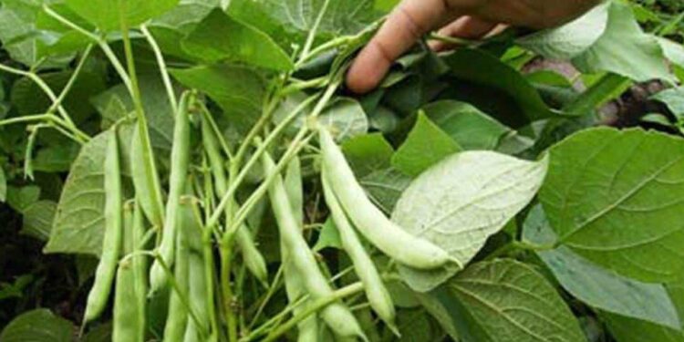 Productores de frijol en Sinaloa temen no recuperar costos por falta de garantías de compra