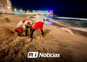 Salvavidas de Mazatlán atienden reporte de animal marino sin vida