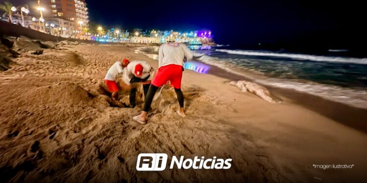 Salvavidas de Mazatlán atienden reporte de animal marino sin vida