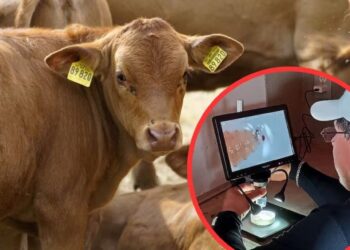 Gusano barrenador frena la exportación de un millón de cabezas de ganado a Estados Unidos