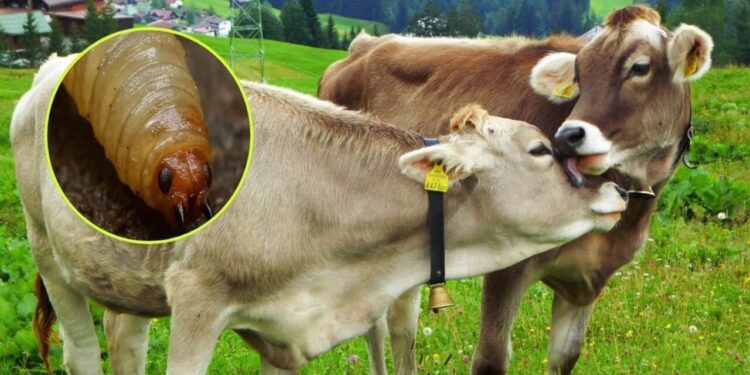 Se registró el primer caso de gusano barrenador en Michoacán