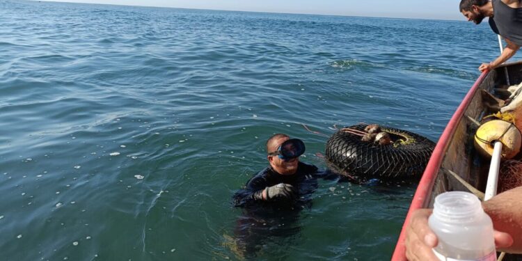 Previo a la “Feria del Ostión Celestino 2026”, COEPRISS refuerza controles en los moluscos y manipulación de alimentos