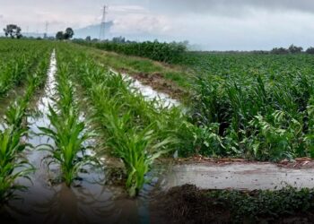 Lluvias en Sinaloa dejan daños en 11 mil hectáreas de cultivo de maíz