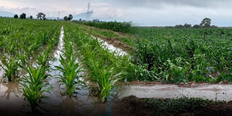 Lluvias en Sinaloa dejan daños en 11 mil hectáreas de cultivo de maíz