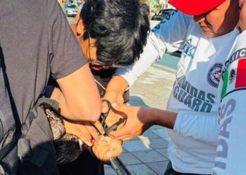 Salvavidas atienden a pescador y pelícano afectados por anzuelo en Mazatlán
