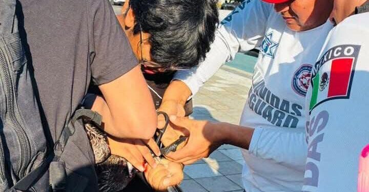 Salvavidas atienden a pescador y pelícano afectados por anzuelo en Mazatlán