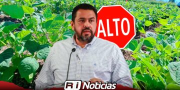 Gobierno mete “freno de mano” y reduce siembra de frijol para evitar sobreoferta