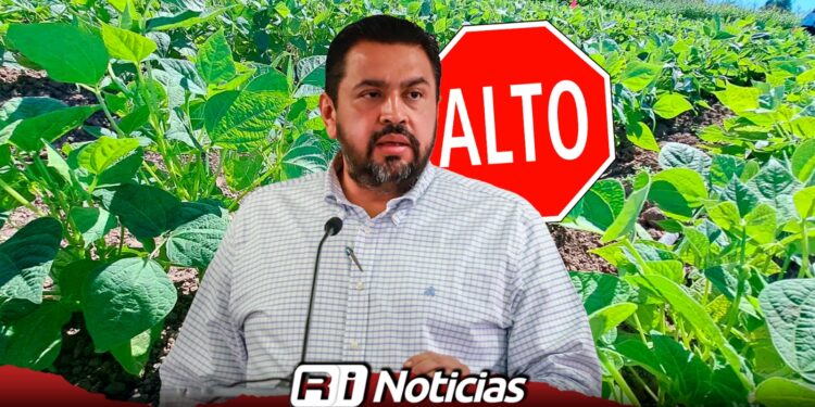 Gobierno mete “freno de mano” y reduce siembra de frijol para evitar sobreoferta