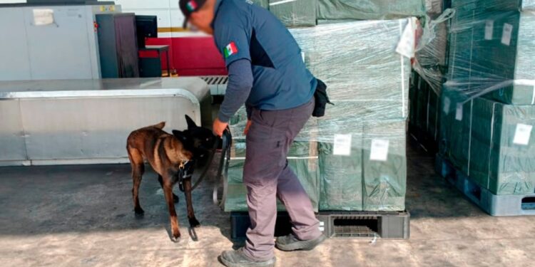 Autoridades federales aseguran 20 toneladas de tabaco ilegal en Aeropuerto de la Ciudad de México