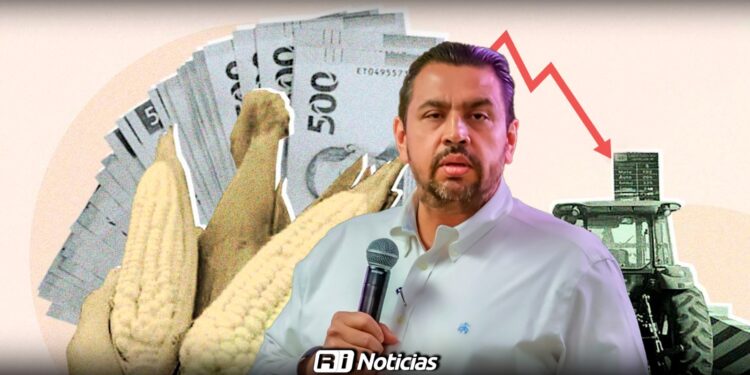 Gobierno de Sinaloa gestiona apoyo federal por bajos precios de maíz