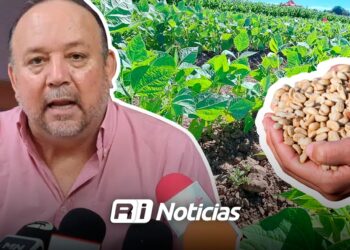 Productores de frijol en Sinaloa esperan precios de 30 mil pesos por tonelada