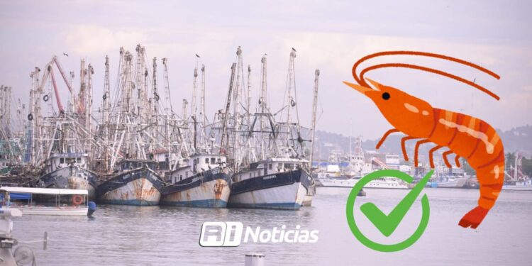 De menos a más, reportan buenas capturas de camarón en Mazatlán