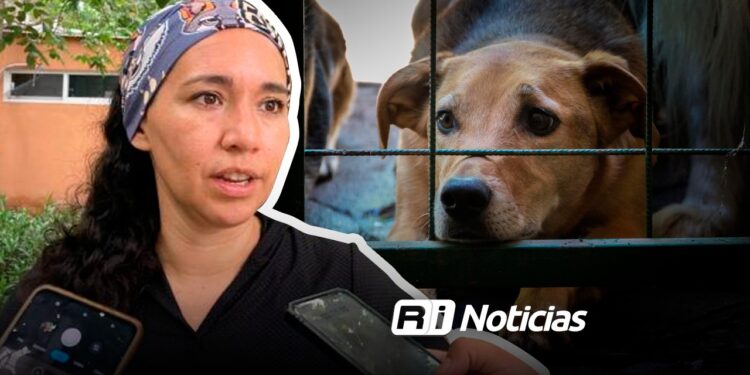 Sobrepoblación y maltrato animal, son temas bajo atención: Ecología