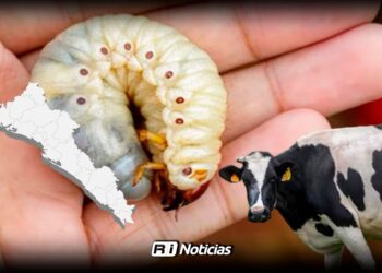 Sinaloa se mantienen sin casos de gusano barrenador; el resto del país suma más de 14 mil casos