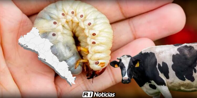 Sinaloa se mantienen sin casos de gusano barrenador; el resto del país suma más de 14 mil casos