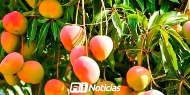2026 “pinta” para que sea un buen año en la producción de mango en Escuinapa