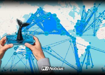Inteligencia Artificial Happywhale permite registro inédito de 44 ballenas por Munba