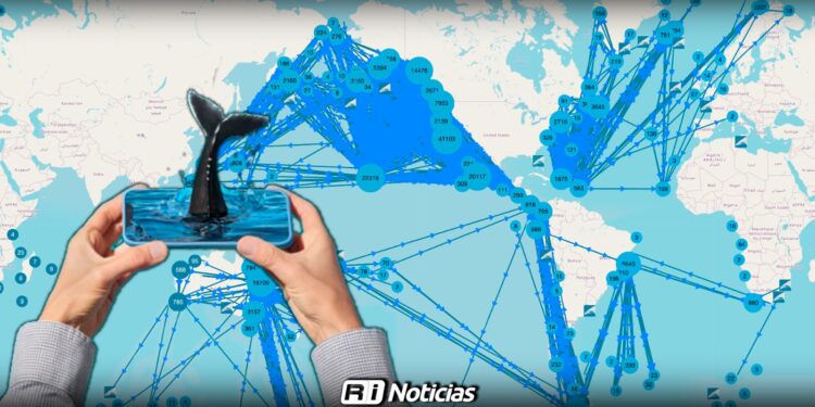 Inteligencia Artificial Happywhale permite registro inédito de 44 ballenas por Munba