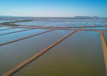 Producción de camarón en Sinaloa mantiene precios estables y repunte en acuacultura