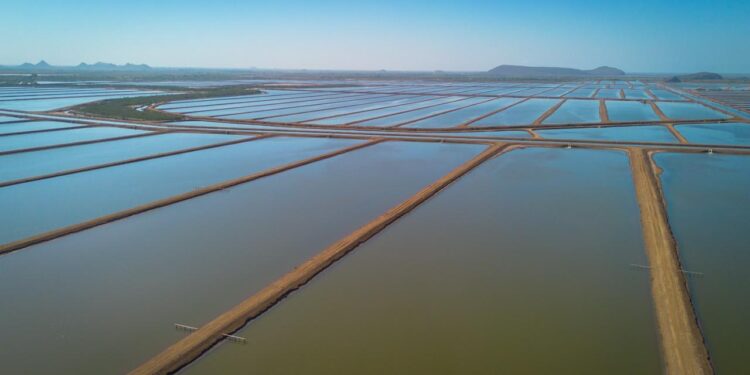 Producción de camarón en Sinaloa mantiene precios estables y repunte en acuacultura