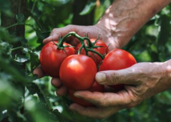 “Buena temporada, pero a precios bajos”, señalan agricultores de hortalizas de Escuinapa