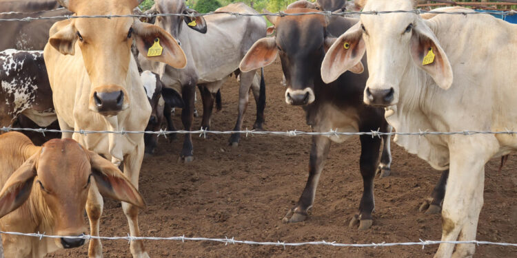 México refuerza acciones contra gusano barrenador y apoya dispersión de moscas desde EEUU