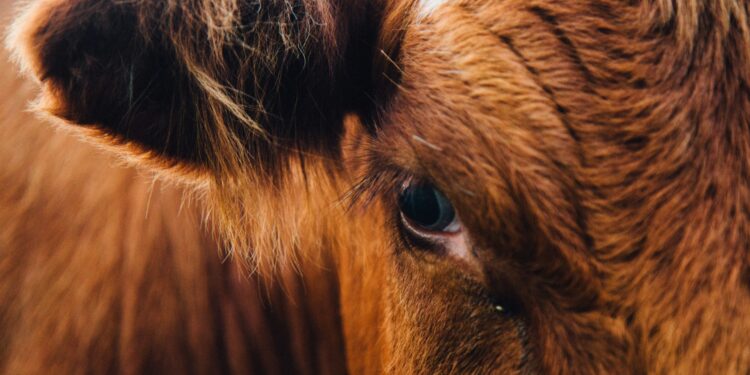 Agricultores ven resultados “contundentes” en acciones contra gusano barrenador