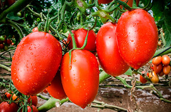 Impuesto dumping provoca desplome de exportaciones de tomate en México