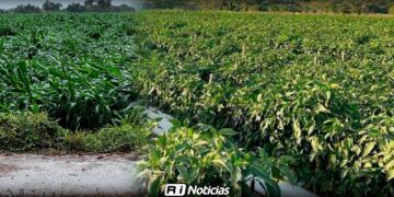 Lluvias golpearon al campo sinaloense y seguros no cubren pérdidas: Agustín Espinoza