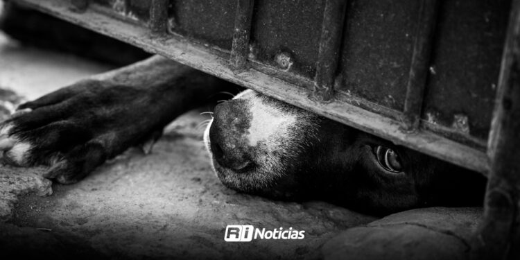 Fiscalía procesa a adolescente por maltrato animal en Ahome, Sinaloa