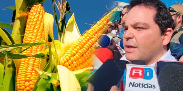 Productores de maíz en Sinaloa buscarán acercamiento con Claudia Sheinbaum en su visita a Sinaloa