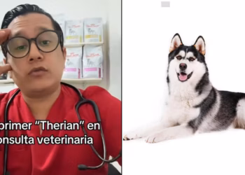 Veterinario narra encuentro con paciente therian que se identifica como perro: “Lo tuve que dormir”
