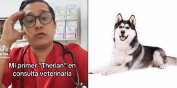 Veterinario narra encuentro con paciente therian que se identifica como perro: “Lo tuve que dormir”