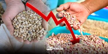 Productores de frijol meten “freno de mano” y paran ventas por caída de precios