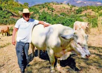 Gobierno liberará más moscas para contener al barrenador