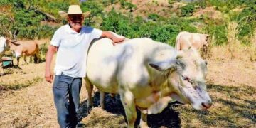 Gobierno liberará más moscas para contener al barrenador