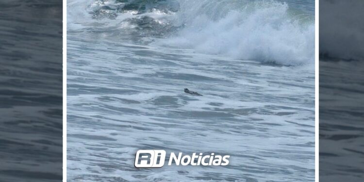 Presencia de cocodrilo genera cierre preventivo de playas en Cerritos