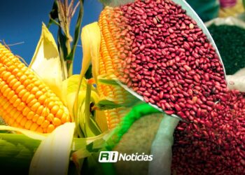 Productores de frijol y maíz enfrentan crisis por sequías, precios bajos y plagas en Sinaloa