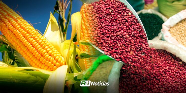 Productores de frijol y maíz enfrentan crisis por sequías, precios bajos y plagas en Sinaloa
