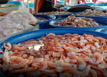 Peligran 20 mil empleos por contrabando de camarón traído a México