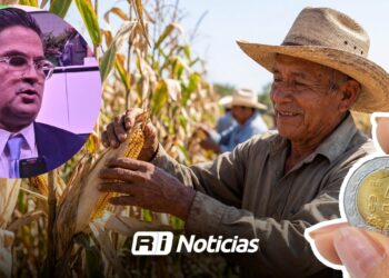 Productores de Sinaloa siguen en incertidumbre por el precio del maíz