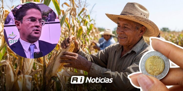 Productores de Sinaloa siguen en incertidumbre por el precio del maíz