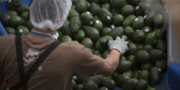 Extorsión golpea hasta en 5 % cadena de valor del aguacate, la estrella del Super Bowl