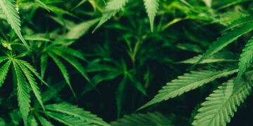 Cannabis aumenta la inflamación cerebral en episodios psicóticos, revela estudio