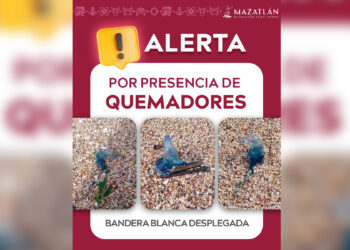 Atención bañistas: alertan por presencia de “quemadores” en playas de Mazatlán