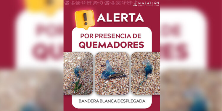 Atención bañistas: alertan por presencia de “quemadores” en playas de Mazatlán