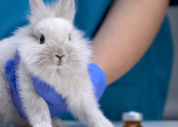 México se convierte en el primer país de Norteamérica en prohibir pruebas cosméticas en animales