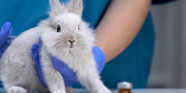 México se convierte en el primer país de Norteamérica en prohibir pruebas cosméticas en animales