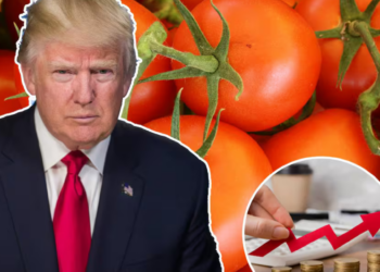 Arancel de 17% impuesto por Trump reduce siembra en México y eleva el precio del tomate hasta 50 pesos por kilo, impactando inflación y consumo