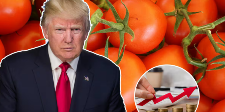 Arancel de 17% impuesto por Trump reduce siembra en México y eleva el precio del tomate hasta 50 pesos por kilo, impactando inflación y consumo